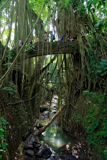 Ubud Monkey Forest, Bali