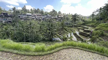 Tegallalang rice terraces